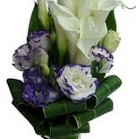 calla lily