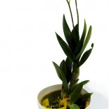 orchid-mini Orchid mini