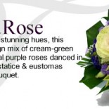 brassica-rose brassica-rose