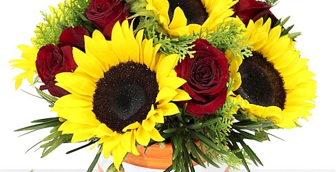 sunflower-orangepot sunflower-orangepot