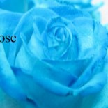 blue rose