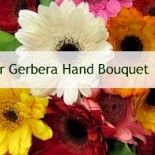 multicolour-gerbera
