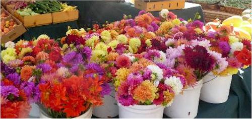 variety of flowers for delivery