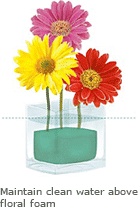 care-flower1 care for flowers