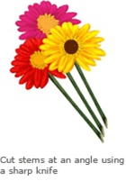 care-flower2 cut stems