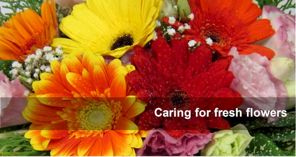 caring for fresh flowers