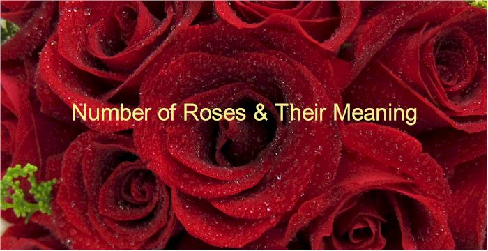 number of roses and the meaning