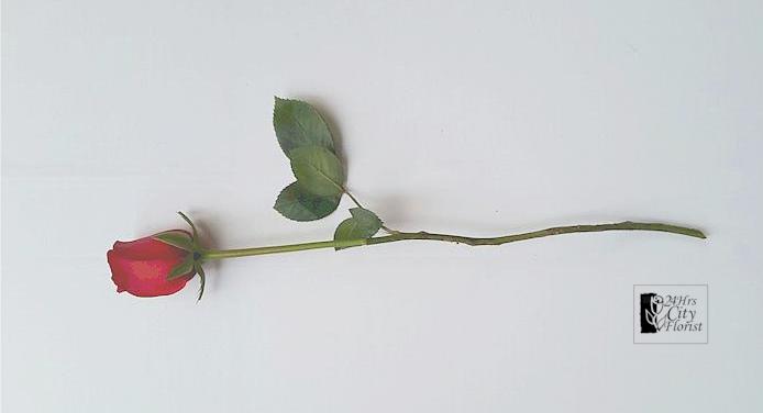 bare single rose 