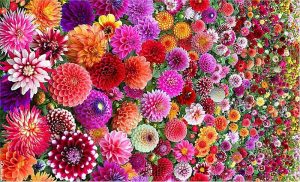 fresh blooms