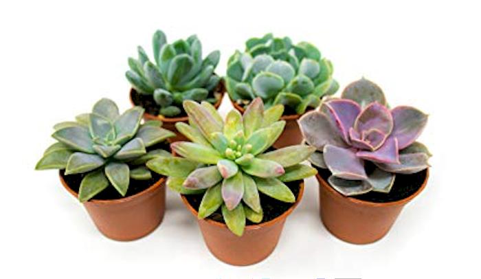 succulent plants