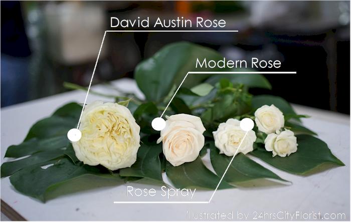 types of roses