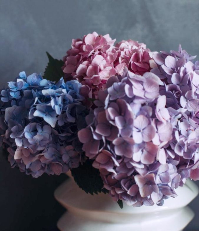 5 Tips To Keeping Cut Hydrangeas Last Longer
