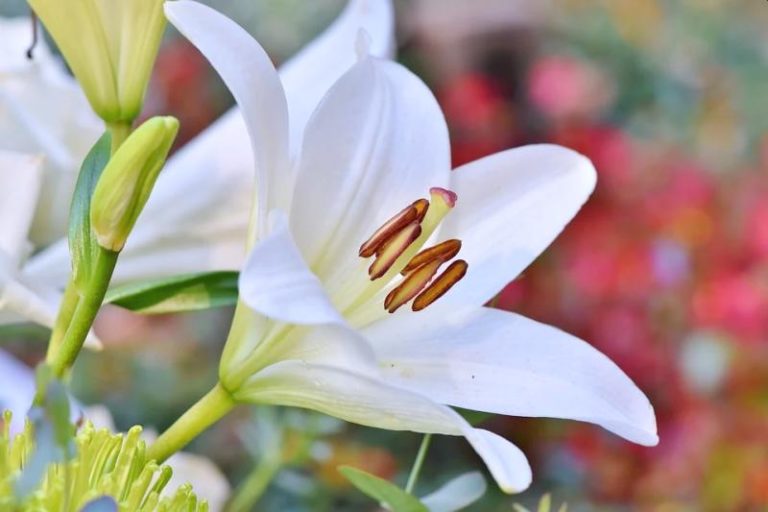 How To Keep Lilies Fresh
