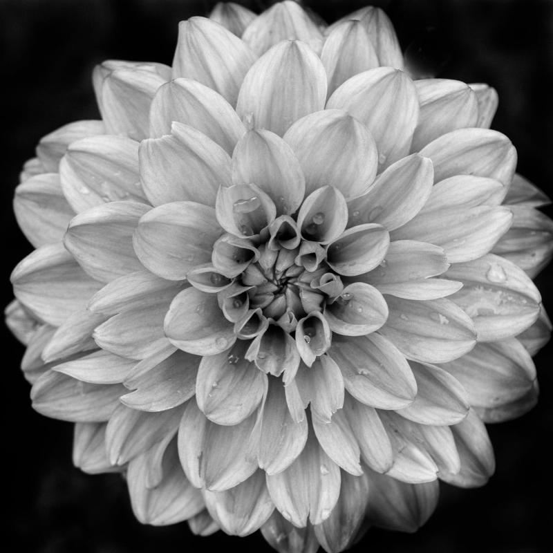 History of Dahlia.