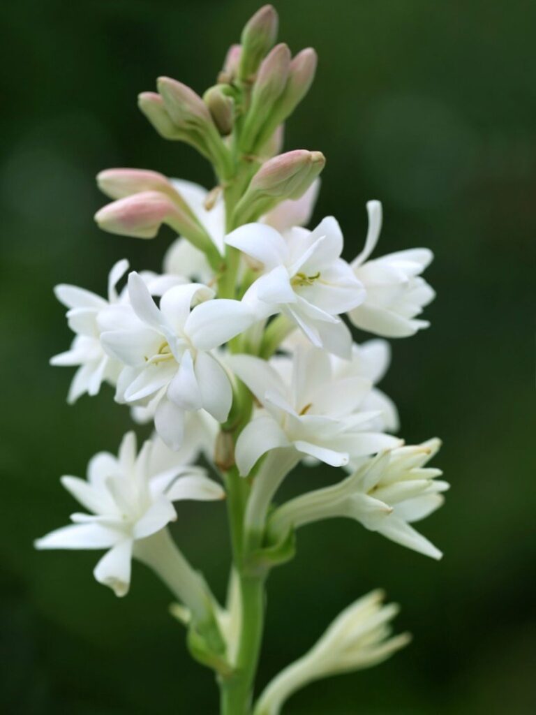 All you need to know about Tuberose