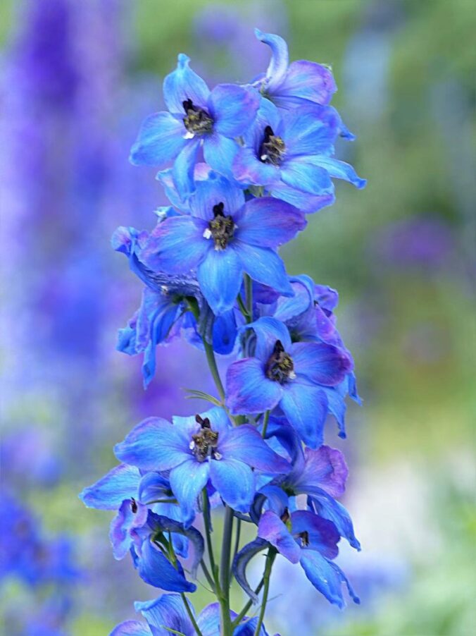 The Easy Guide to Delphinium Flower Meaning and Care