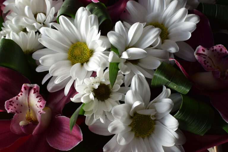 History And Meaning Behind Chrysanthemums As Funeral Flowers