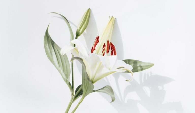 Types of Lilies That Are Suitable For Homes