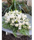 Floral Calm - Flower Spray