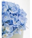Hydrangea Bloom - Flower Bouquet Singapore