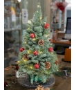 Mini Xmas Tree, fresh Nobilis from Holland.