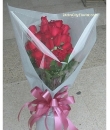 Romance *Hot Seller*