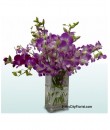 Orchids Purple
