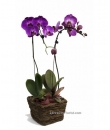 orchid plant delivery