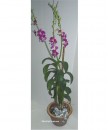 Orchid Plant Delivery
