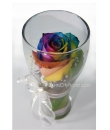 rainbow rose