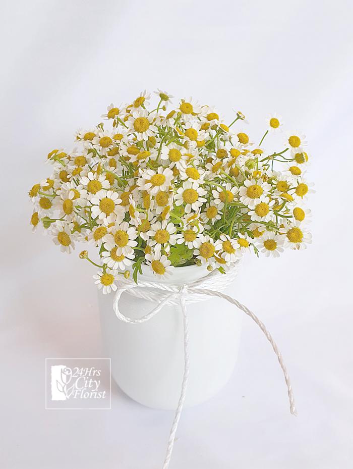 Chamomile flowers