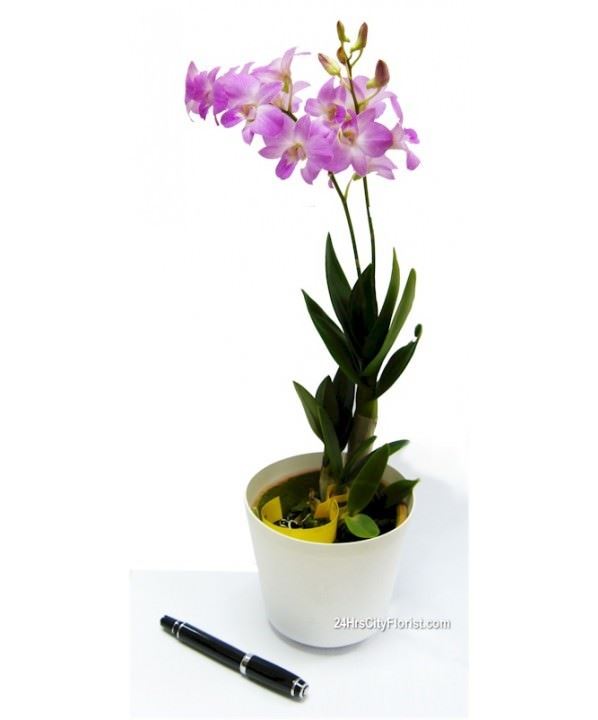 Orchid Mini