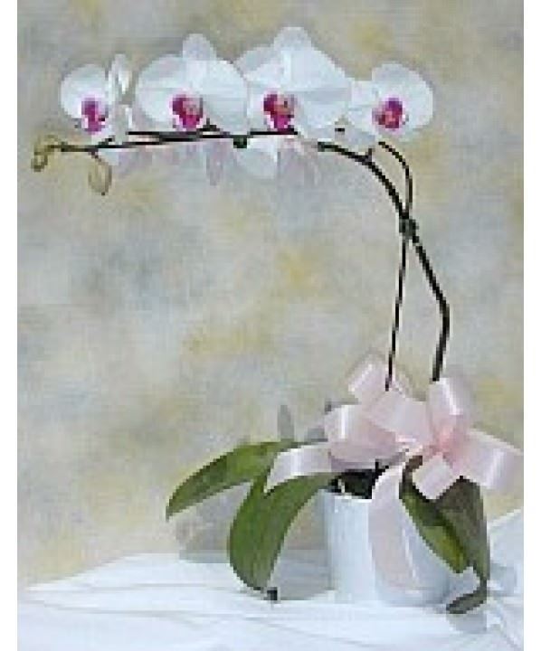 A3 Orchid Pure..