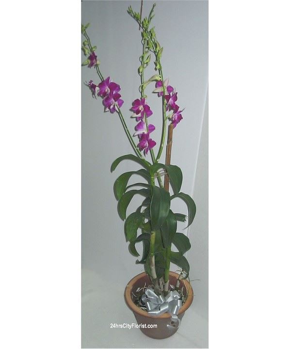 Orchid Temptation..